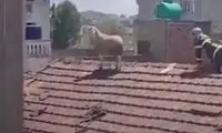 فرار گوسفند قربانی روی پشت‌بام ساختمان!