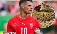 هشدار هجوم مارها در آستانه جام جهانی ۲۰۲۶
