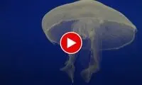 اولین ویدیو از یک عروس دریایی که هم‌نوع خود را می‌خورد!