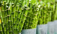 گیاهی که اندازه شیر گاو پروتئین دارد
