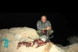 محیط‌بان برجسته ایرانی به شهادت رسید