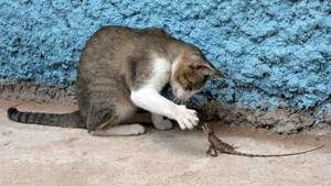 شکار زیرکانه یک مارمولک توسط گربه