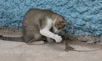 شکار زیرکانه یک مارمولک توسط گربه