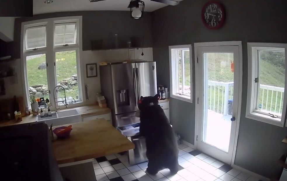 سرقت خرس سیاه از یخچال یک خانه!