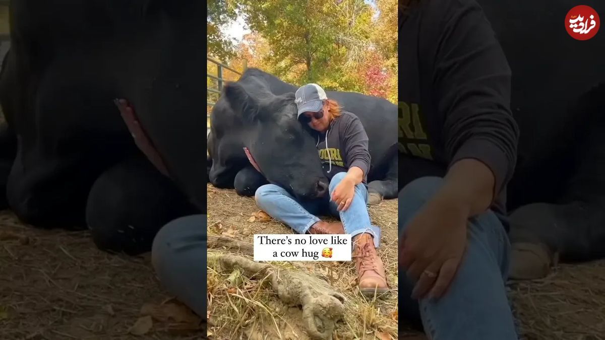 این ویدئو ثابت می‌کند که گاوها هم احساس دارند