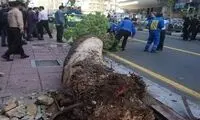 انسداد مسیر خیابان ولیعصر به علت سقوط درخت