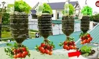 روشی ساده برای پرورش گوجه در بطری پلاستیکی