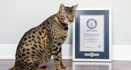 قدبلندترین گربه خانگی جهان با ابعادی باورنکردنی
