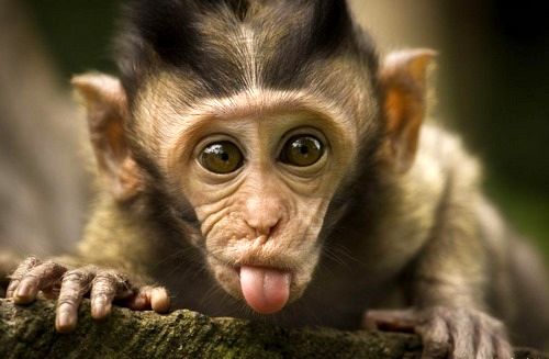 آبله میمون در کمین چه کسانی است؟
