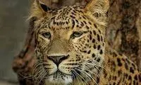 ویدئو دیدنی از شبگردی پلنگ ایرانی در شاهرود