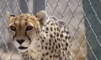 یک ماده یوز با ۵ توله ثبت شد