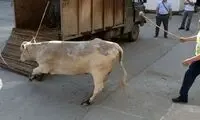 پرتاب مرد قصاب به هوا بر اثر لگد سهمگین یک گاو!