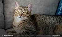حرکت جالب یک گربه برای آسیب نزدن به دختر بازیگوش!