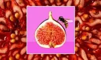 آیا در انجیری که می خورید، زنبور مرده وجود دارد؟