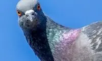 شباهت عجیب هوش‌مصنوعی و کبوترها!
