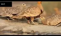  شیوه شگفت‌انگیز پرنده ایرانی برای آب رساندن به جوجه‌ها