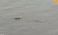 تمساح غول‌پیکر جسد کودک غرق شده  را به خانواده‌اش برگرداند! 