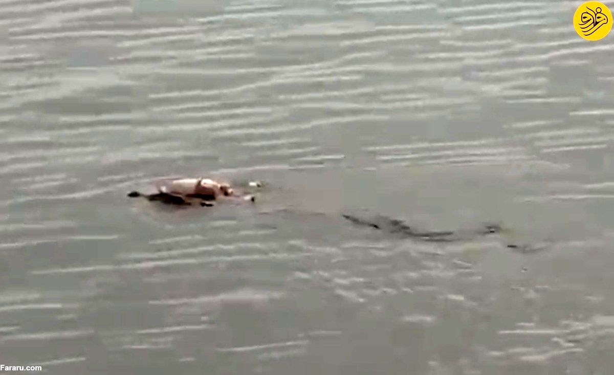 تمساح غول‌پیکر جسد کودک غرق شده  را به خانواده‌اش برگرداند! 