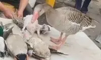 روزگار سیاه پرندگان مهاجر در رشت