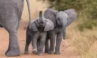  فیل غول‌پیکر مهمان یک فروشگاه شد!