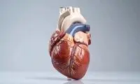 چگونه می‌توانیم روند پیر شدن قلب را کند کنیم؟