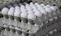 قیمت جدید تخم مرغ اعلام شد 