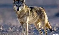 حضور باور نکردنی سه قلاده گرگ در مرکز مشهد