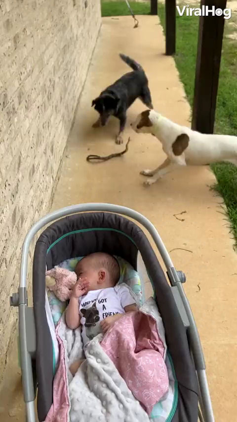 درگیری هیجان انگیز دو سگ با یک مار برای محافظت از کودک!