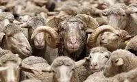 دام ایرانی به کشورهای عربی قاچاق می‌شود؟