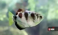 این ماهی چهره انسان‌ها را می‌شناسد