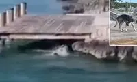 رویارویی نفس‌گیر یک سگ با کوسه غول‌پیکر