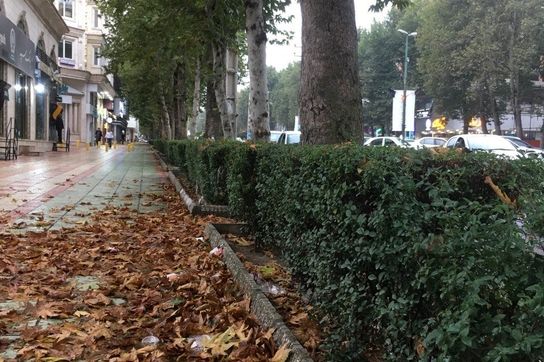 ماجرای مشکوک خشک‌شدن درختان تهران در تابستان