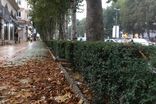 ماجرای مشکوک خشک‌شدن درختان تهران در تابستان