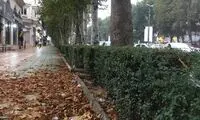ماجرای مشکوک خشک‌شدن درختان تهران در تابستان