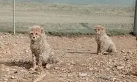 دو عکس زیبا از آذر و توران
