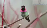پرنده‌ای شگفت‌انگیز با تغییر ۶۲ رنگ در دقیقه! 