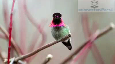 پرنده‌ای شگفت‌انگیز با تغییر ۶۲ رنگ در دقیقه! 