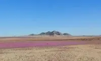 پدیده‌ای شگفت‌انگیز، بیابان خشک جهان را شکوفا کرد