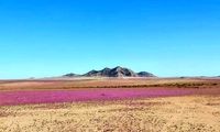 پدیده‌ای شگفت‌انگیز، بیابان خشک جهان را شکوفا کرد