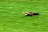 ورود ناگهانی یک راسو به زمین فوتبال!