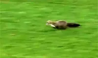 ورود ناگهانی یک راسو به زمین فوتبال!