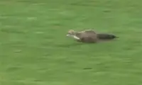 ورود ناگهانی یک راسو به زمین فوتبال!
