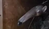 تصویری جالب و عجیب از زبان بلند مورچه خوار