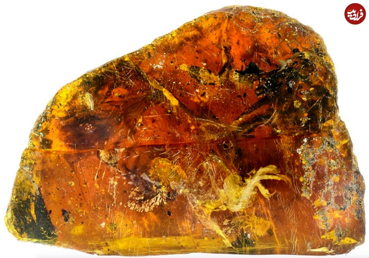 عکس‌هایی از کشف بقایای جوجه ۹۹میلیون ساله 