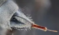 با شدیدترین درد دنیا آشنا شوید 
