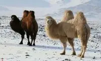 یخ‌زدن شتر‌های دوکوهانه در دمای منفی ۳۰درجه