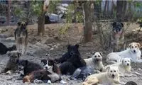ماجرای مرگ دردناک پسربچه 8ساله در همدان