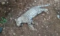 تصویری دلخراش از کشف لاشه یک پلنگ