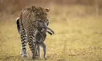 دل‌خراش‌ترین عکس از شکار بی‌رحمانه یک پلنگ 