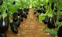 نحوه پرورش صدها تن بادمجان در گلخانه در اروپا